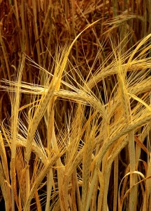 Barley